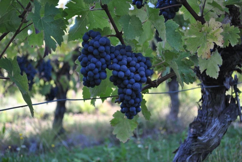 Petit Murier Boisredon Luaran gambar